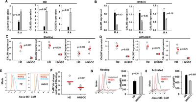 A Compartmentalized Reduction in Membrane-Proximal Calmodulin Reduces the Immune Surveillance Capabilities of CD8+ T Cells in Head and Neck Cancer